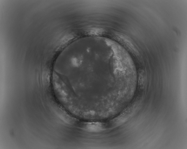 X0000111230363200907301251