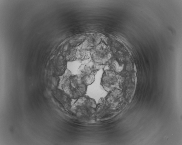 X0000111230365200907301251