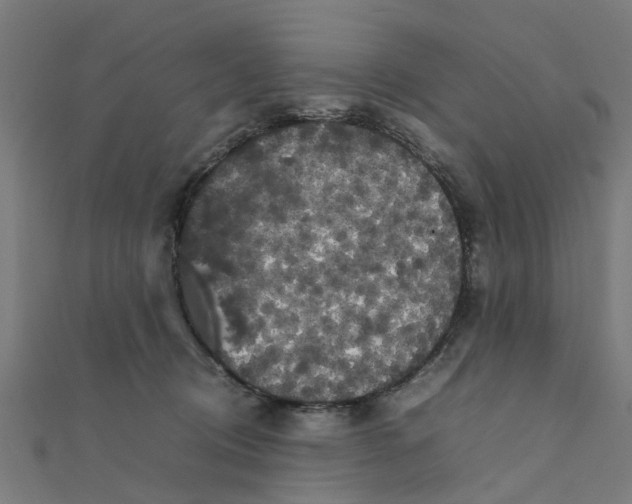X0000111230370200907301251