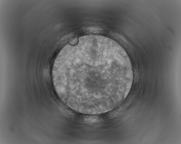 X0000111230377200907301251