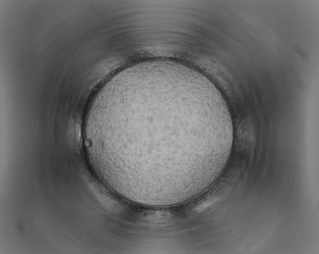 X0000111230398200907301250
