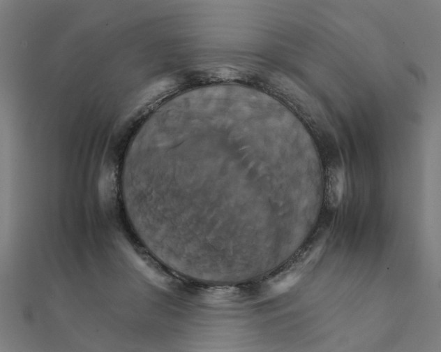 X0000111230410200907301250