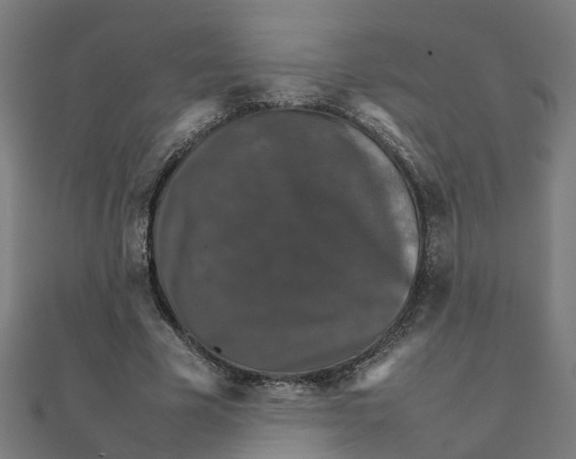 X0000111230585200907301248