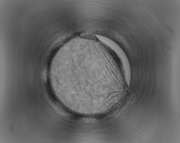 X0000111230644200907301247