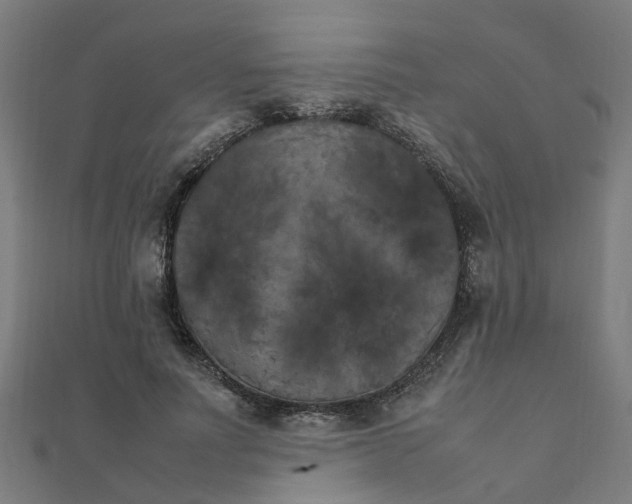 X0000111230691200907301246