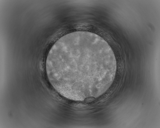 X0000111230755200907301246