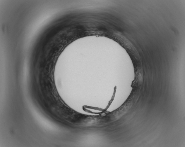 X0000111230764200907301246