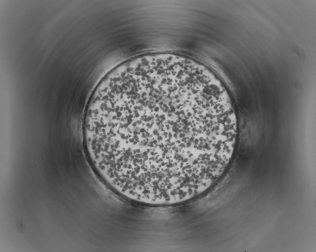 X0000111230810200907301245