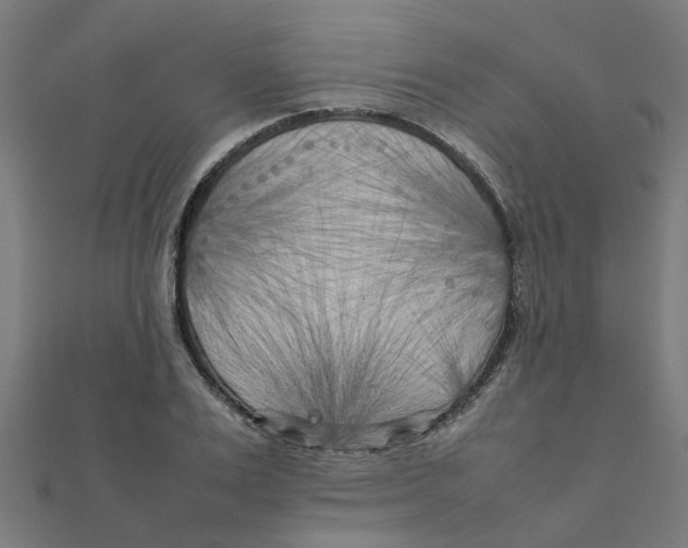 X0000111230983200907301242