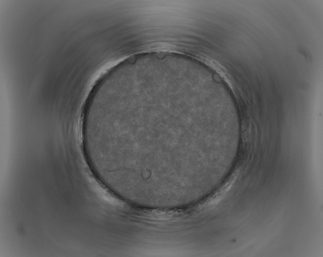 X0000111230987200907301242