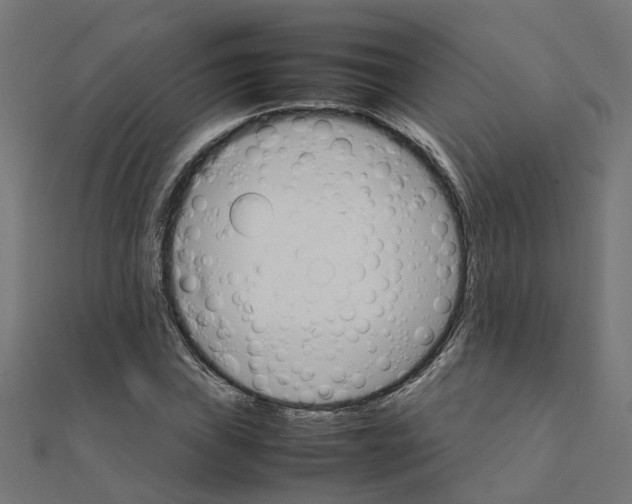 X0000111231019200907301242