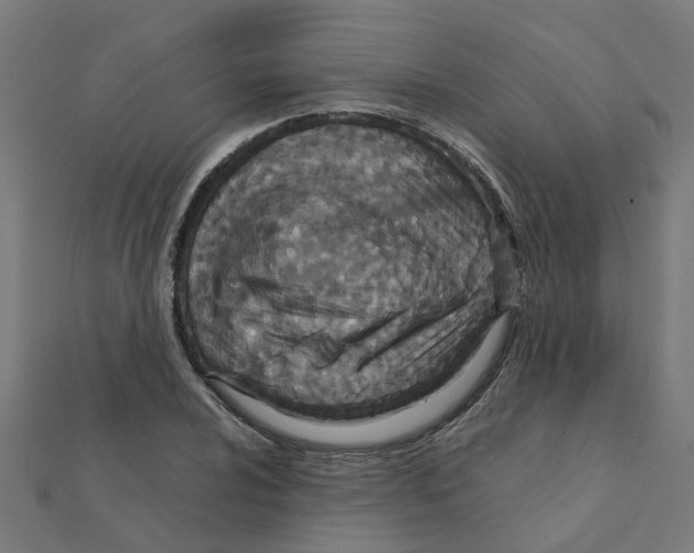 X0000111231024200907301242