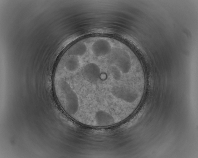 X0000111231025200907301242
