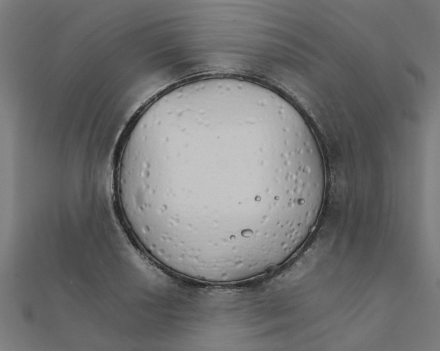 X0000111231034200907301242