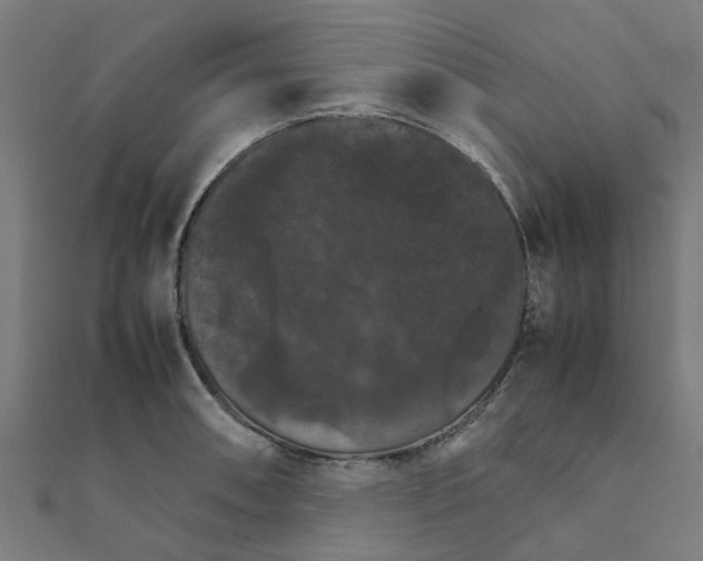 X0000111231090200907301241