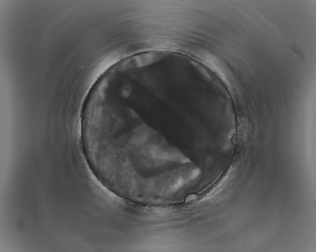 X0000111231095200907301241