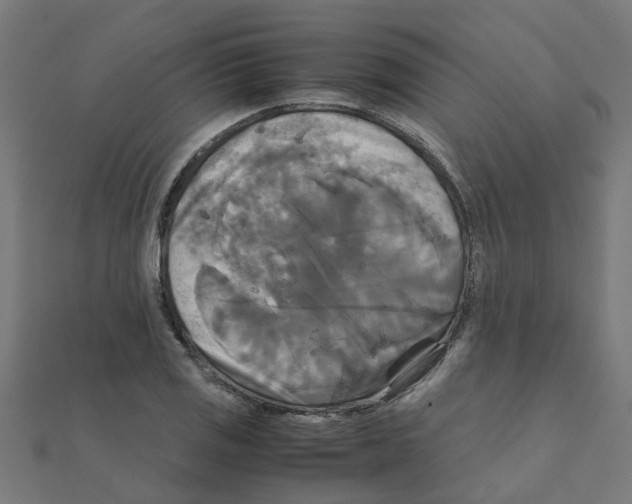 X0000111231125200907301240