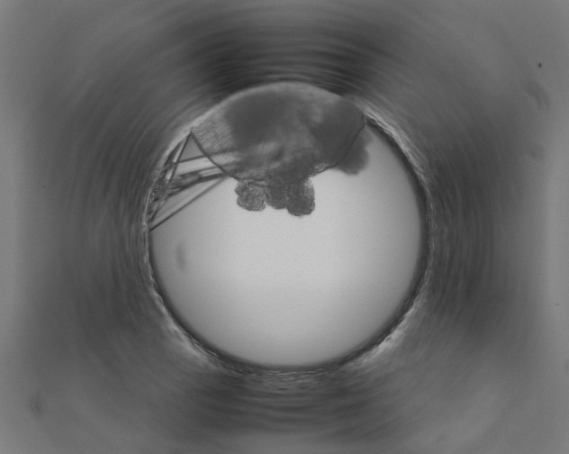 X0000111231129200907301240