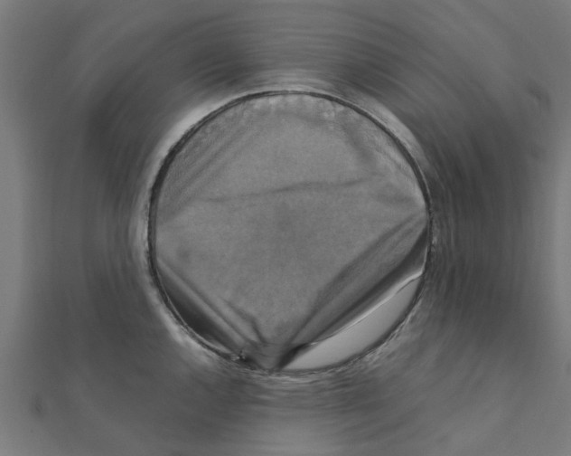 X0000111231144200907301241