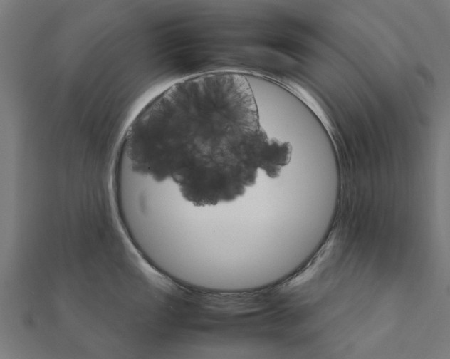 X0000111231149200907301241