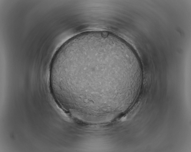 X0000111231179200907301240