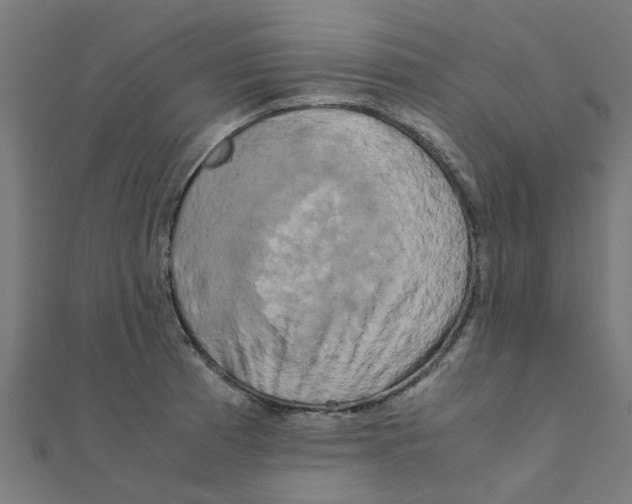 X0000111231185200907301240