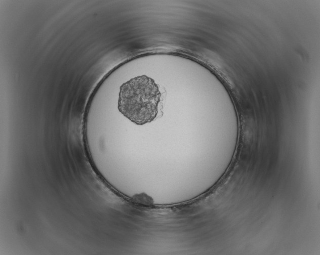 X0000111231186200907301240