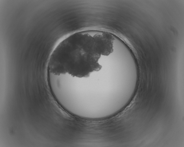 X0000111231230200907301239