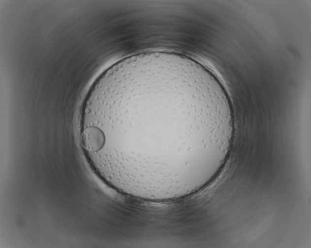 X0000111231235200907301239