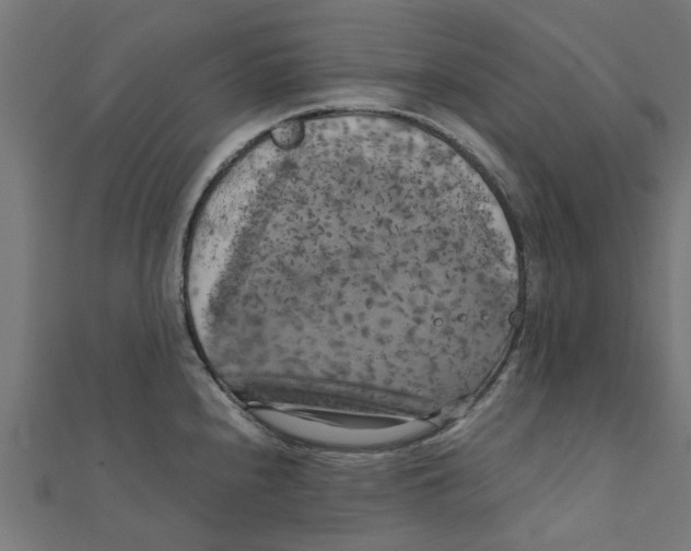 X0000111231240200907301239
