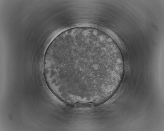 X0000111231244200907301239