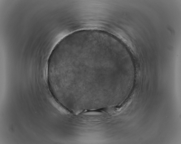 X0000111231275200907301239