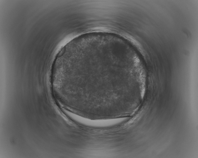 X0000111231373200907301237