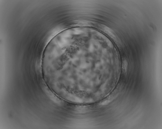 X0000111231378200907301237