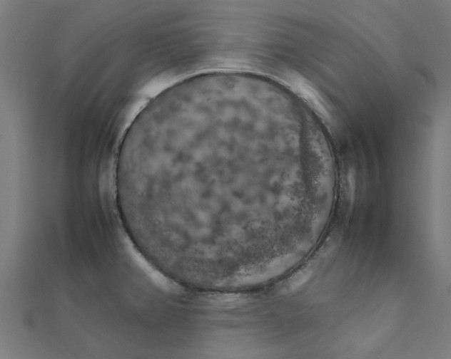 X0000111231382200907301237