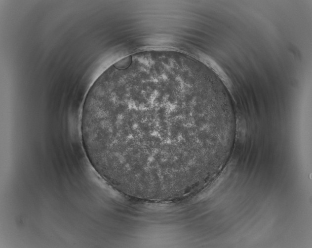 X0000111231386200907301237