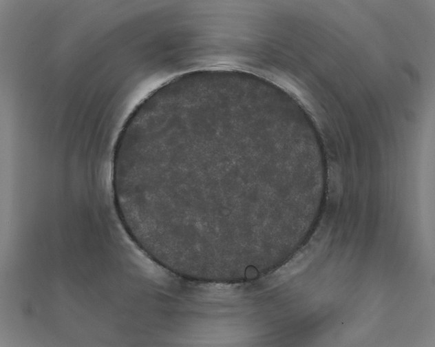 X0000111231424200907301237