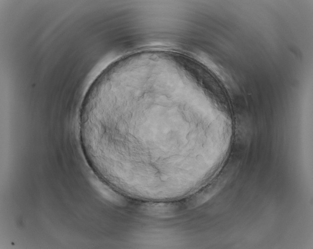 X0000111231474200907301236