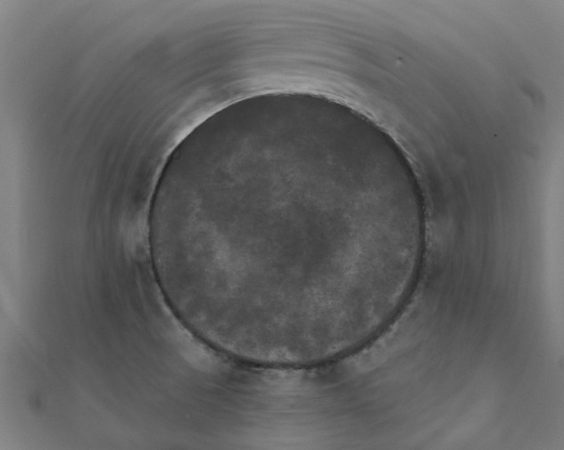 X0000111231521200907301236