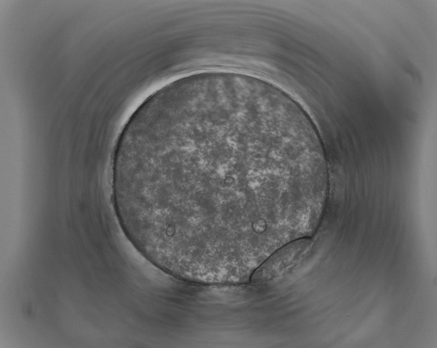 X0000111231531200907301236