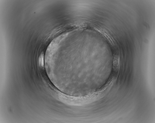 X0000111230046200908131132