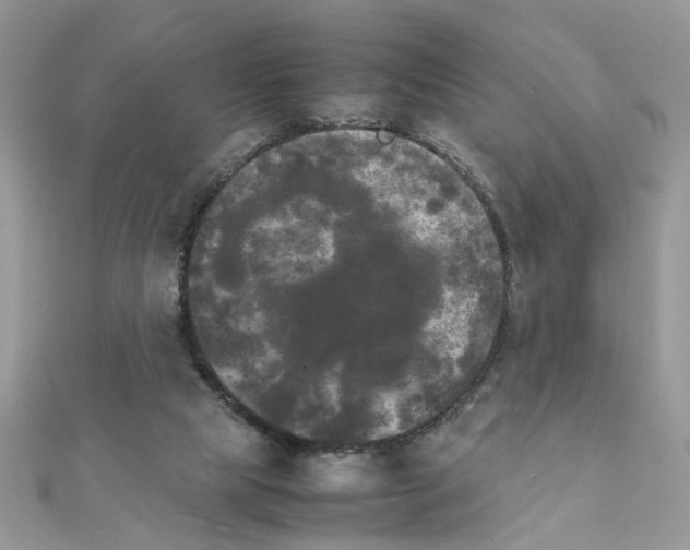 X0000111230065200908131131