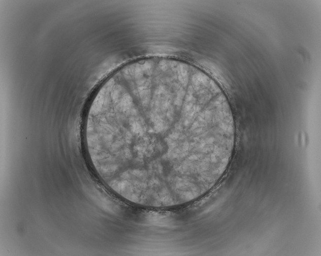 X0000111230346200908131127