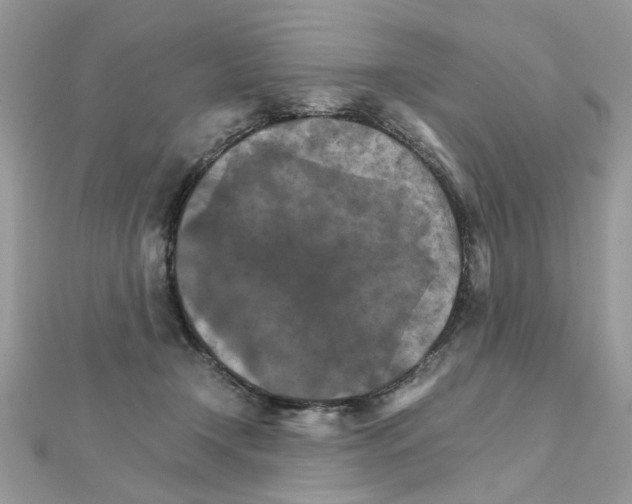 X0000111230366200908131127