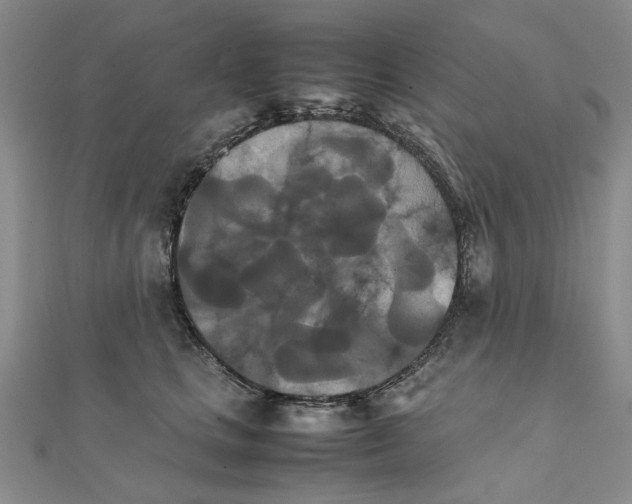 X0000111230661200908131124