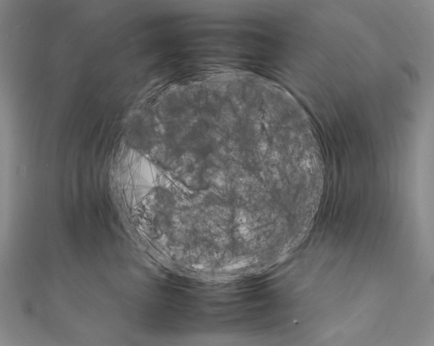X0000111230667200908131124