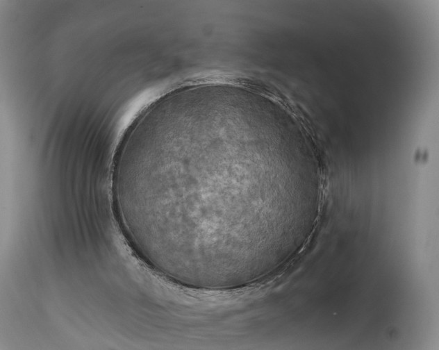 X0000111240006200907091410