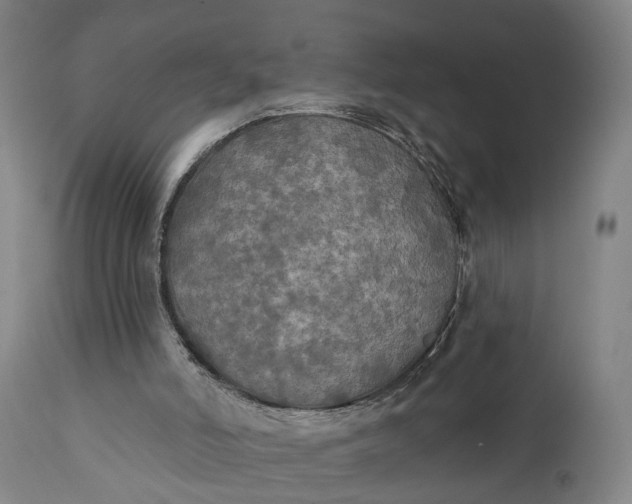 X0000111240006200907161353