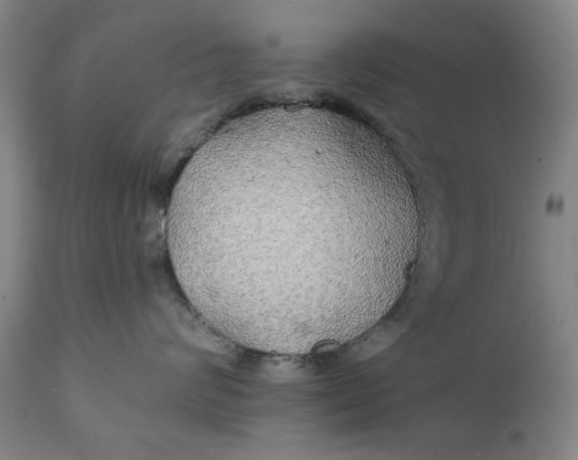 X0000111240624200907161343