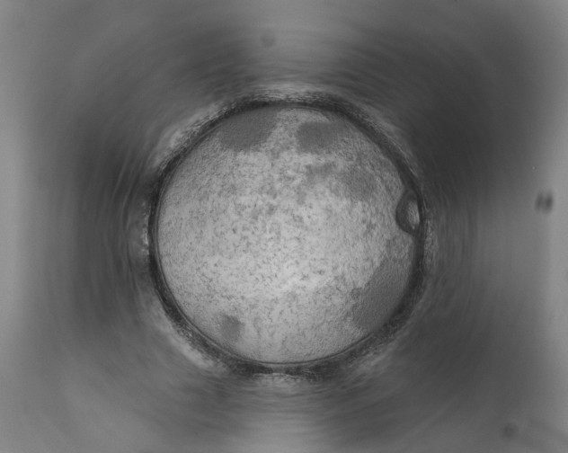 X0000111240633200907161342